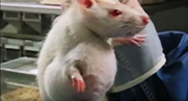 Diese Ratten bekamen ausschließlich GMO-Mais gefüttert. Wenige Monate später rannten sie mit diesen "Klößen" umher.
